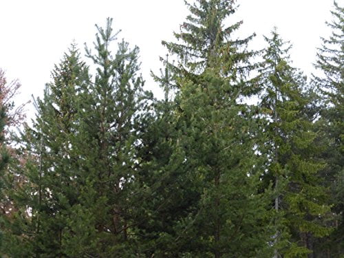 Zirbenbett Massiv, Metallfrei, Zirben Balkenbett -