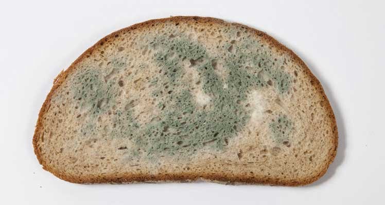 Bild zeigt schimmliges Brot