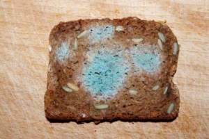 Bild zeigt verschimmeltes Brot