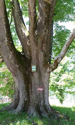 Bild zeigt Baum