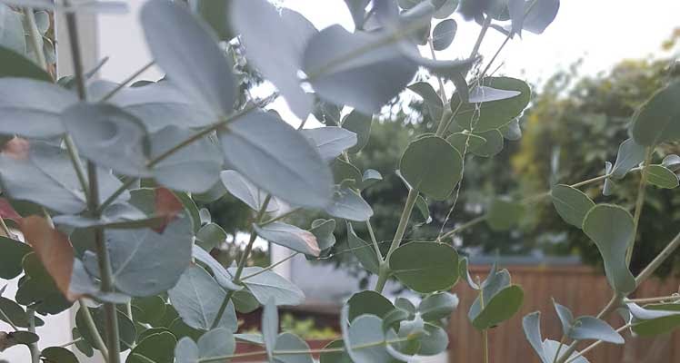 Bild zeigt Eukalyptus Blätter